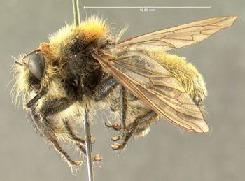 Media type: image;   Entomology 12838 Aspect: habitus lateral view